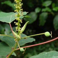 Homalanthus populifolius Graham